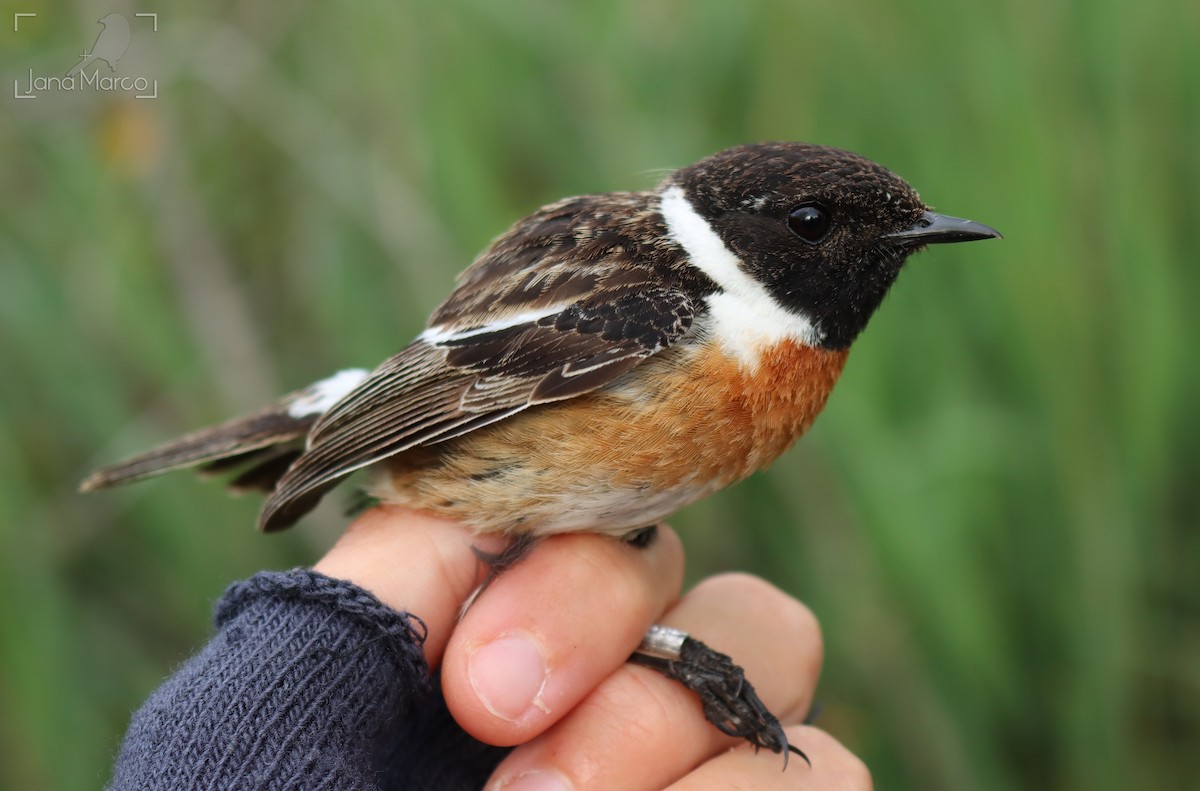 European Stonechat - ML641981061