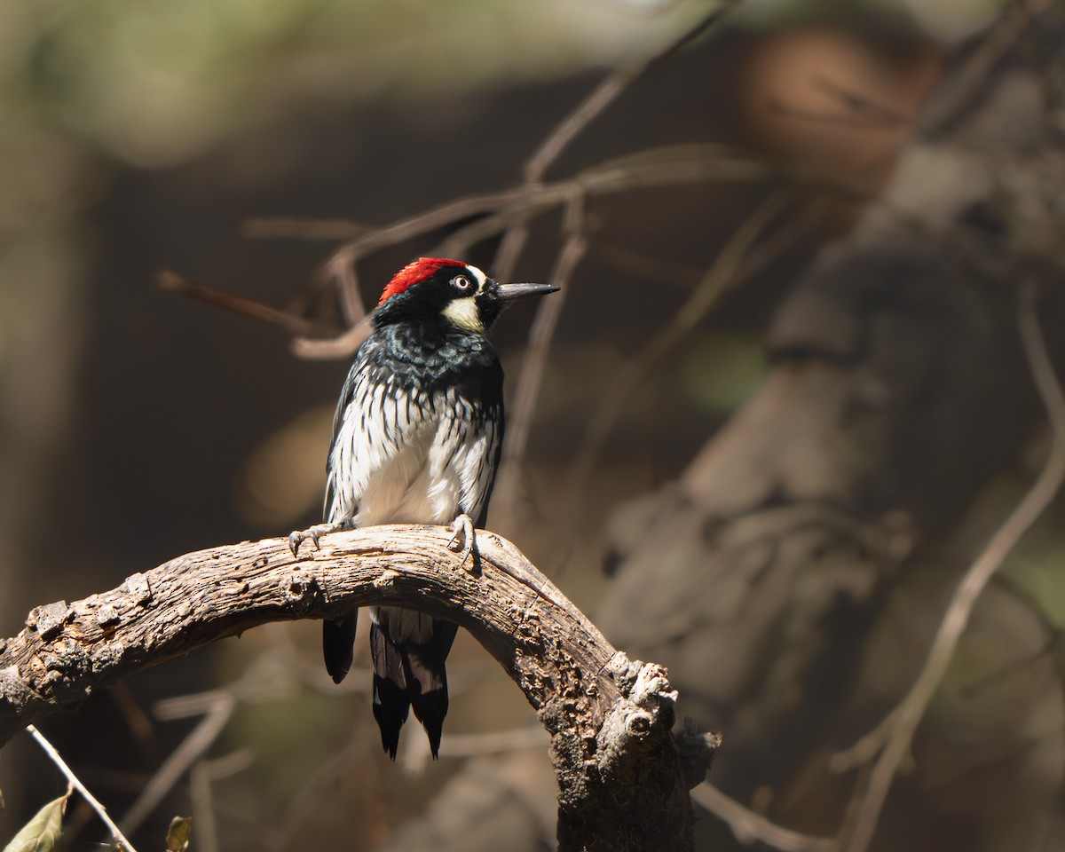 Acorn Woodpecker - ML641981069