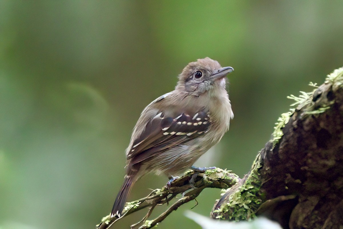 Black-crowned Antshrike - ML641981070
