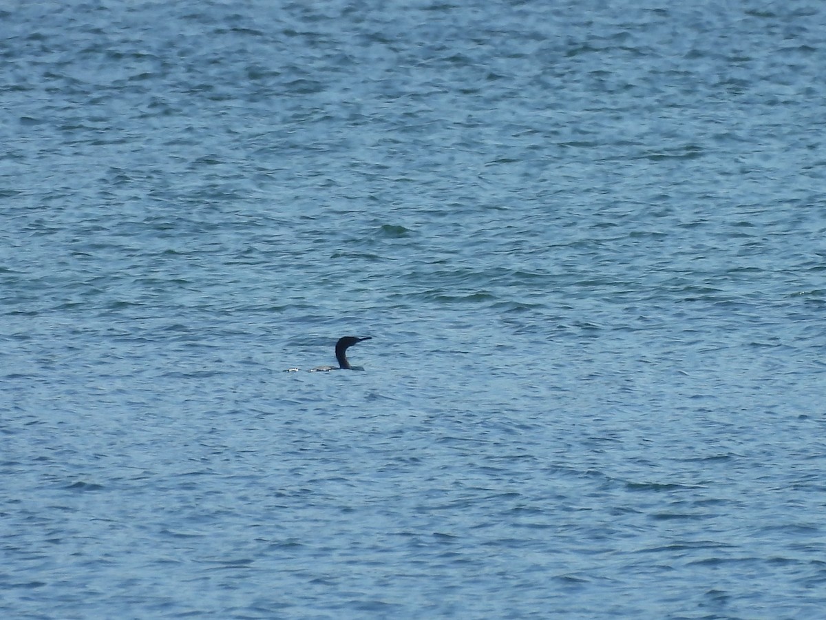 Pelagic Cormorant - ML641981075