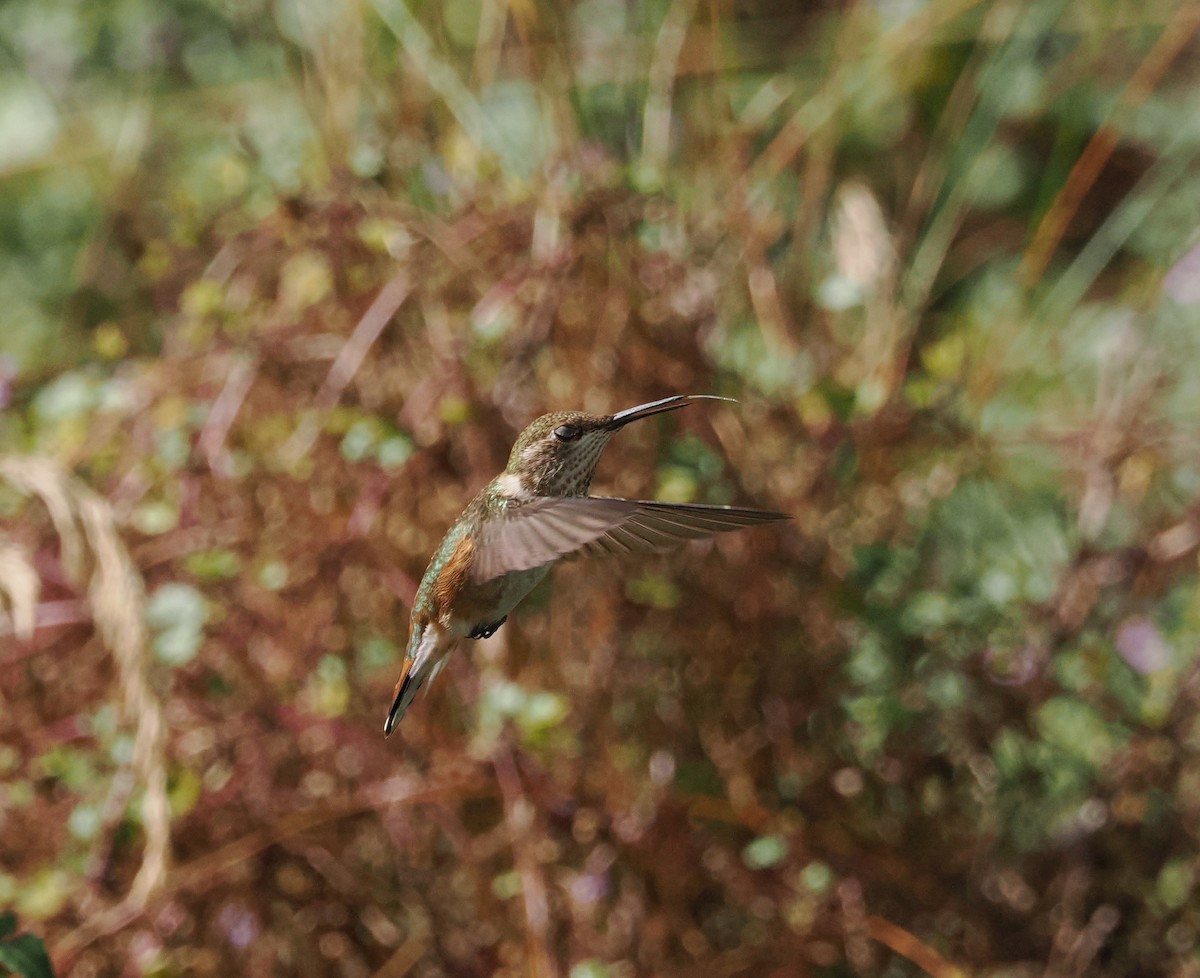 Rufous Hummingbird - ML641981077
