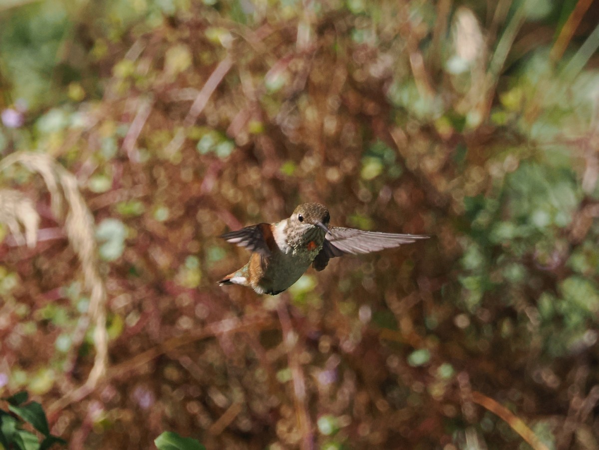 Rufous Hummingbird - ML641981078