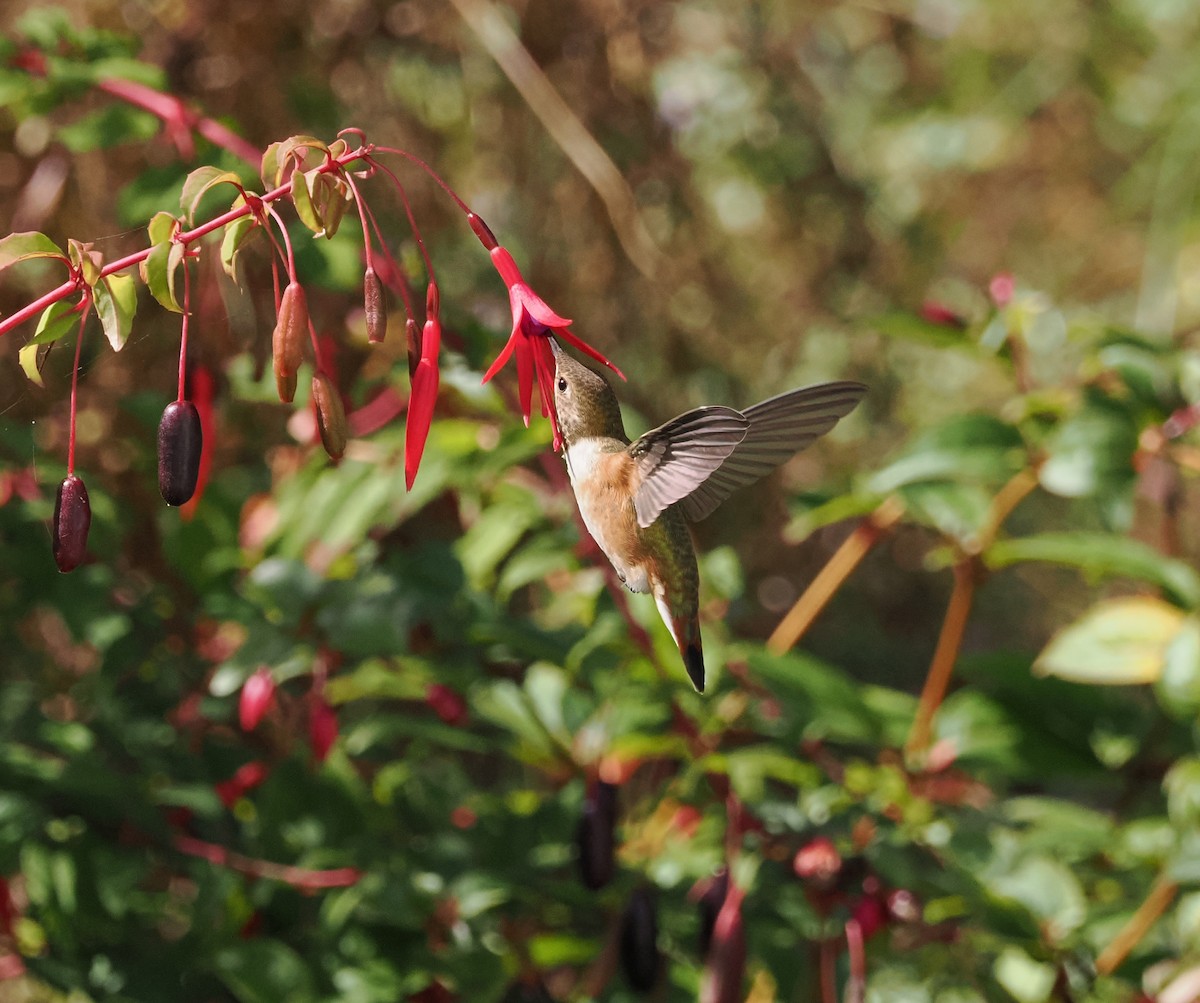 Rufous Hummingbird - ML641981079