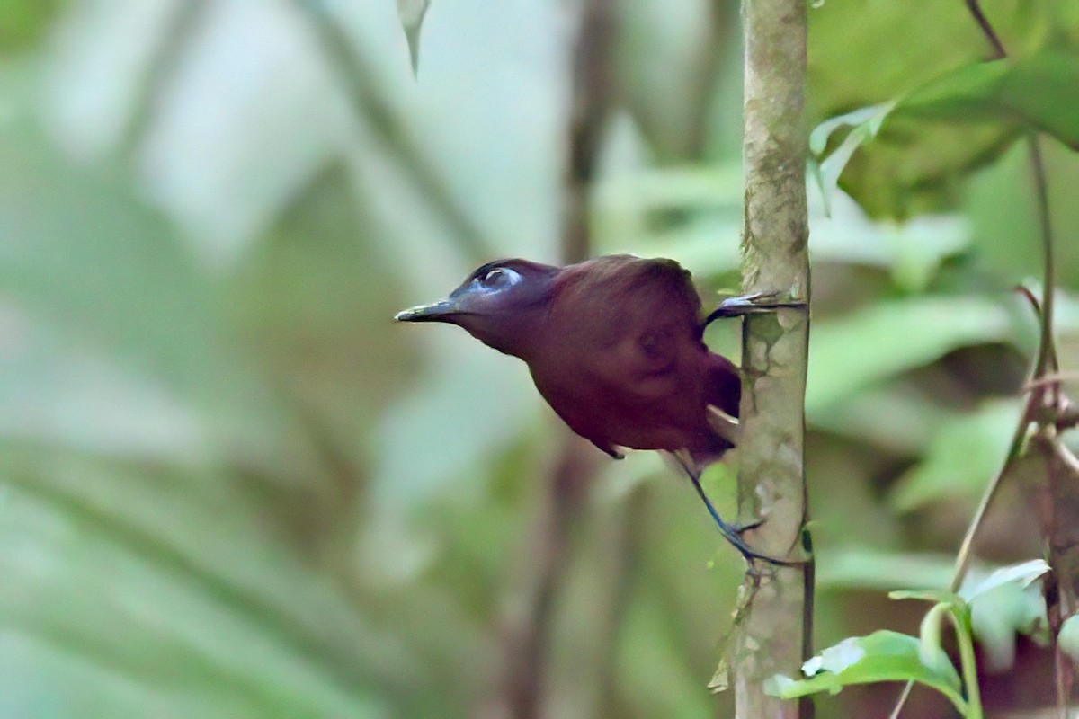 Chestnut-backed Antbird - ML641981084