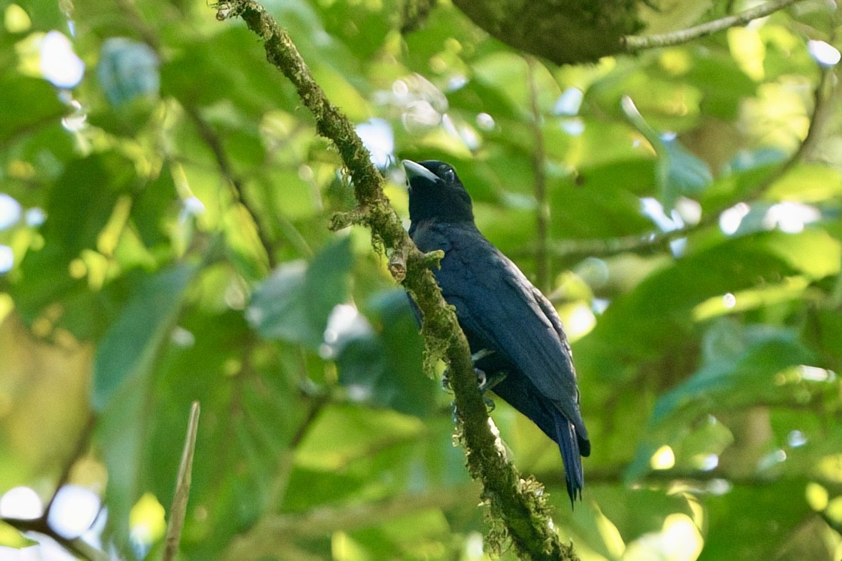 Purple-throated Fruitcrow - ML641981097