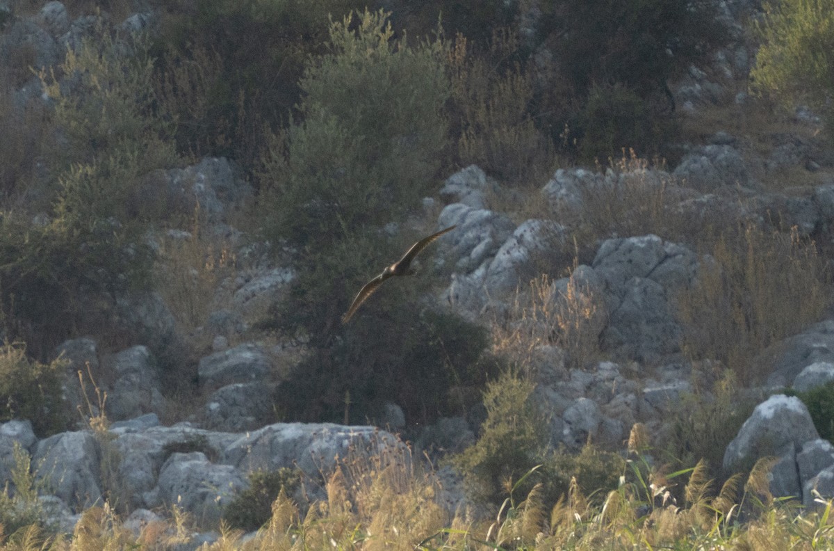 Beltzaran arrunta - ML641981099