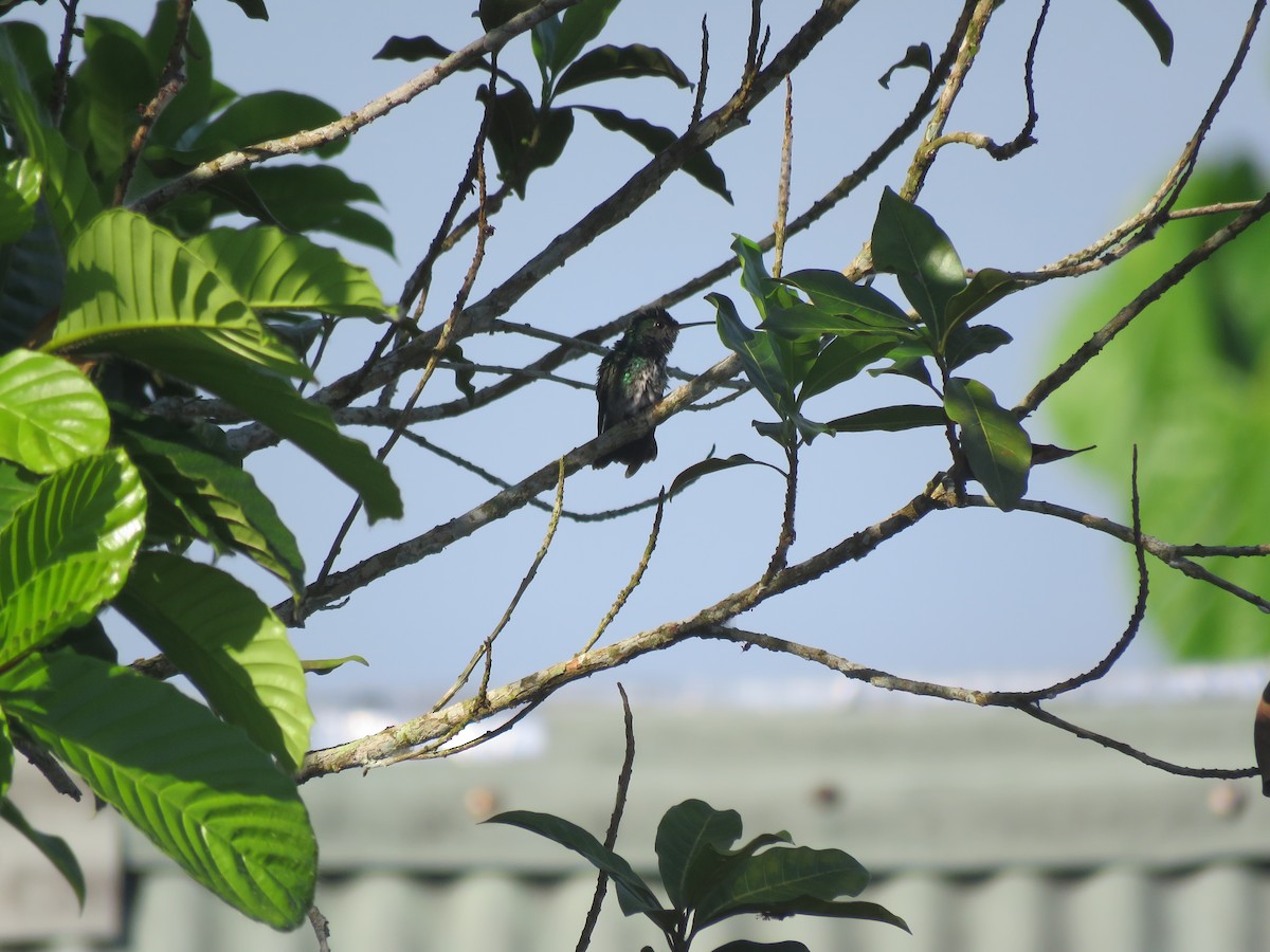 hummingbird sp. - ML641981102