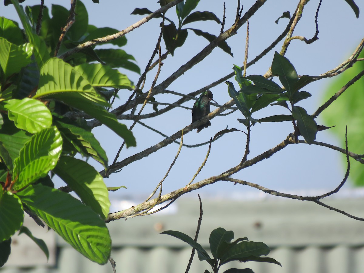 hummingbird sp. - ML641981103