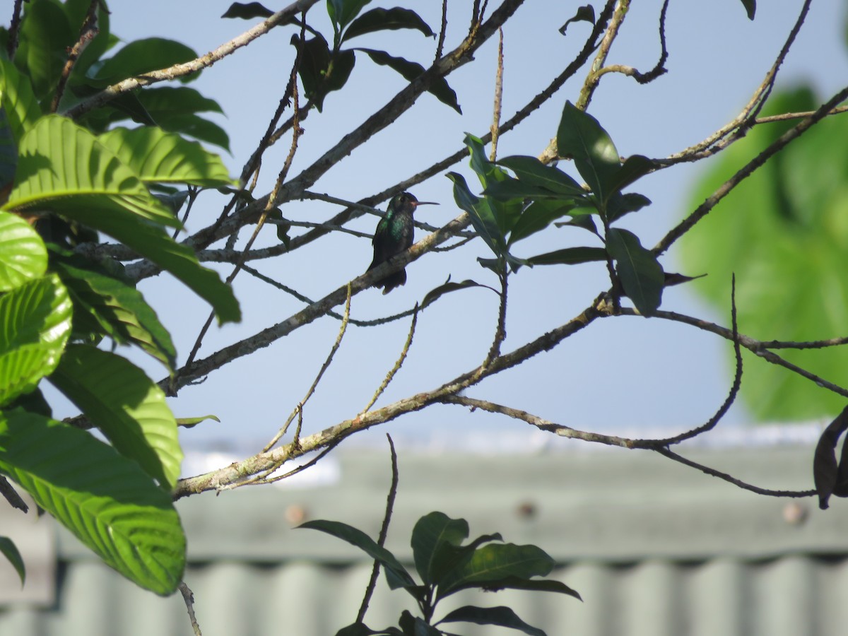 hummingbird sp. - ML641981105