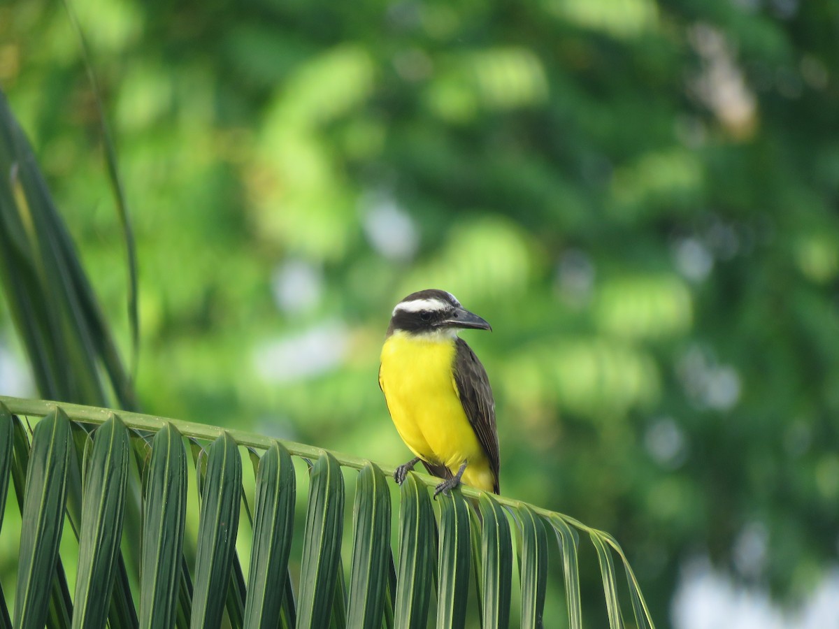 Boat-billed Flycatcher - ML641981116
