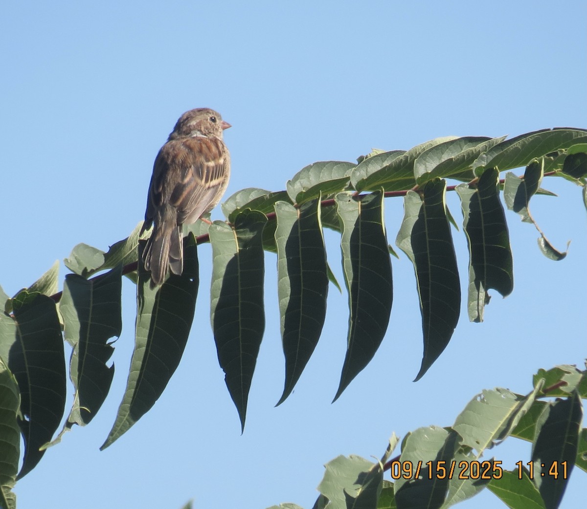 Field Sparrow - ML641981117