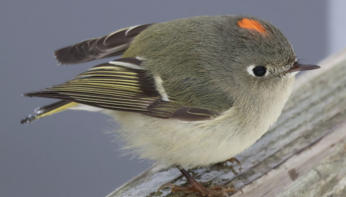 Ruby-crowned Kinglet - ML641981121