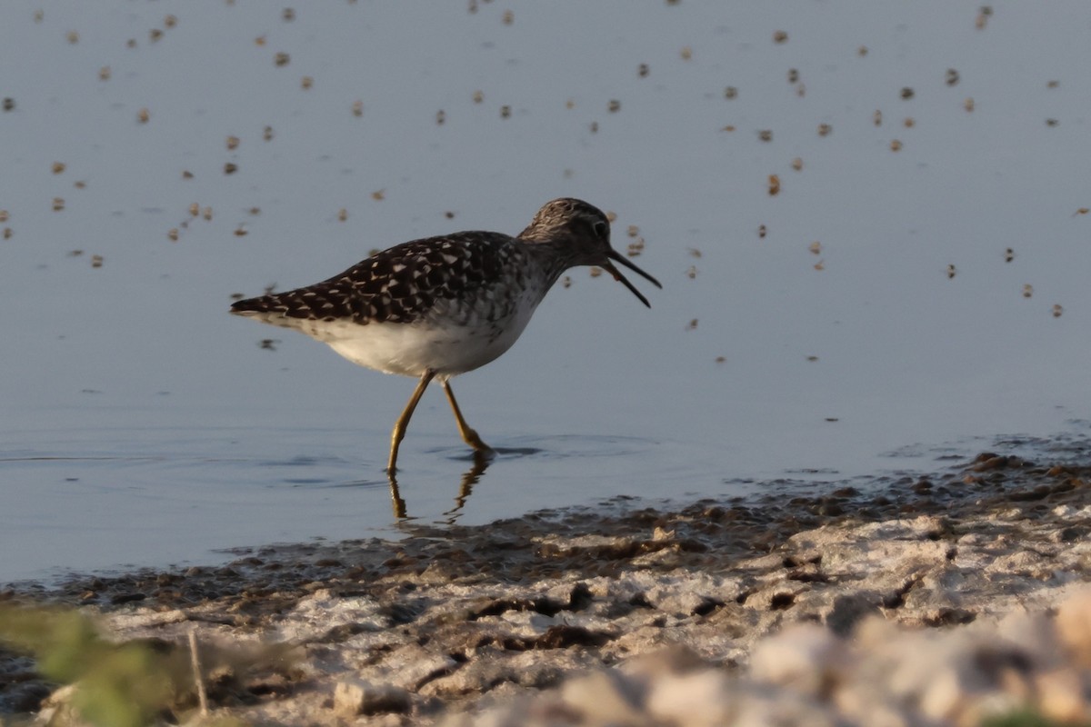 Bruchwasserläufer - ML641981139