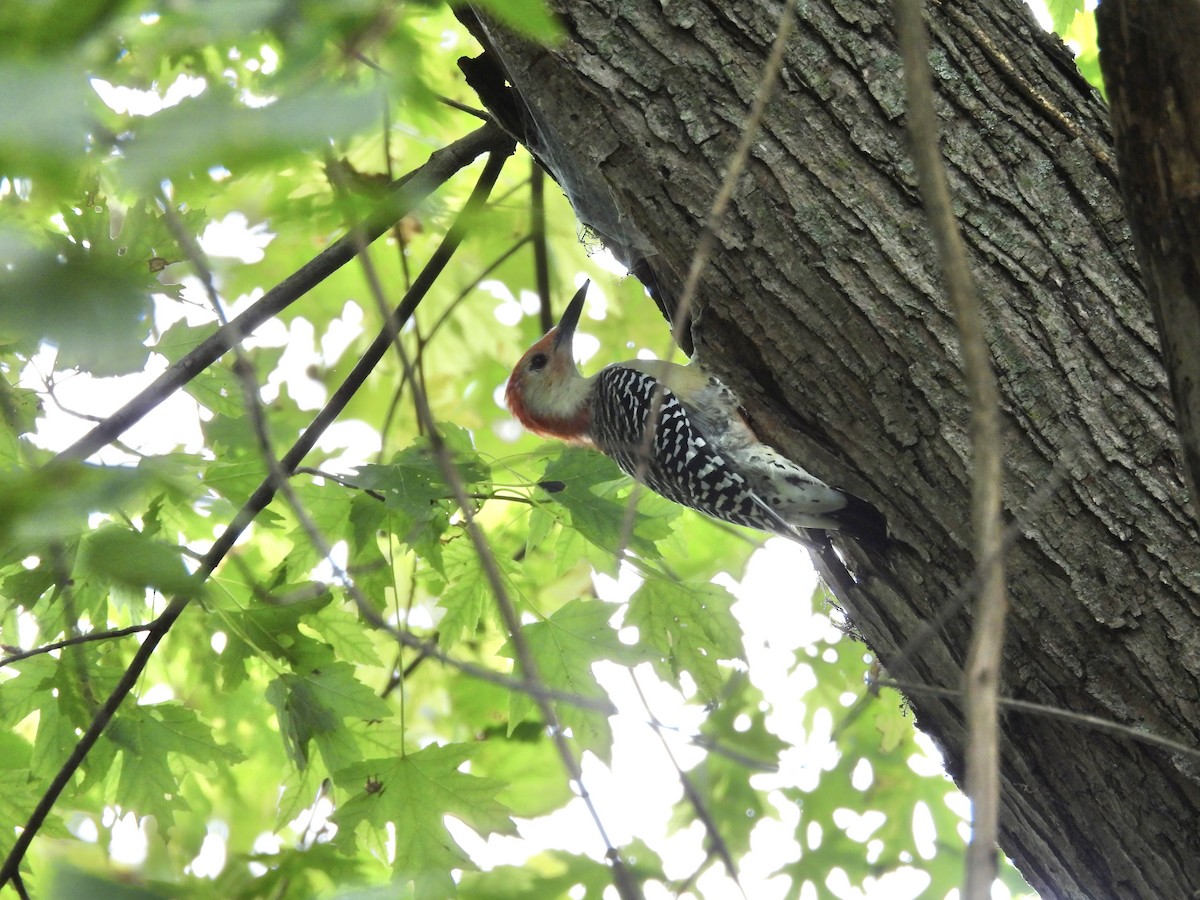 Red-bellied Woodpecker - ML641981147