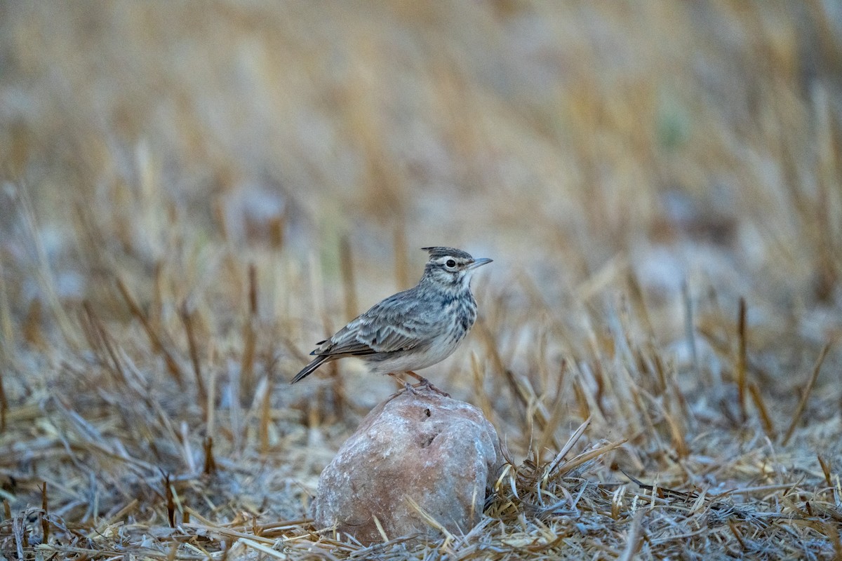 topplerke - ML641981176