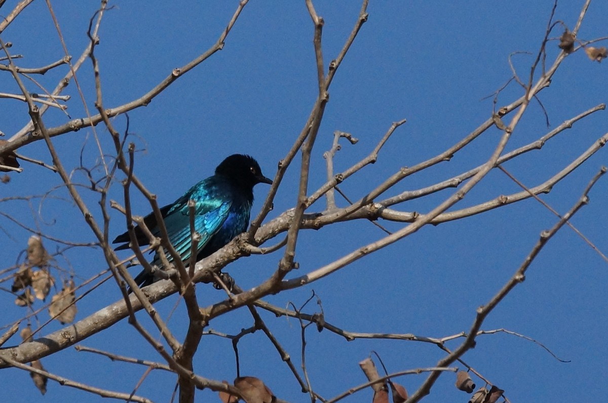 Lesser Blue-eared Starling (Miombo) - ML641981179