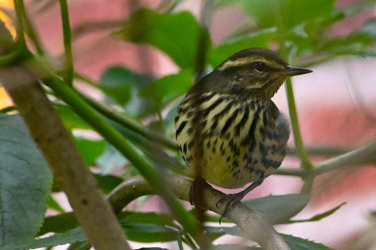 Northern Waterthrush - ML641981209