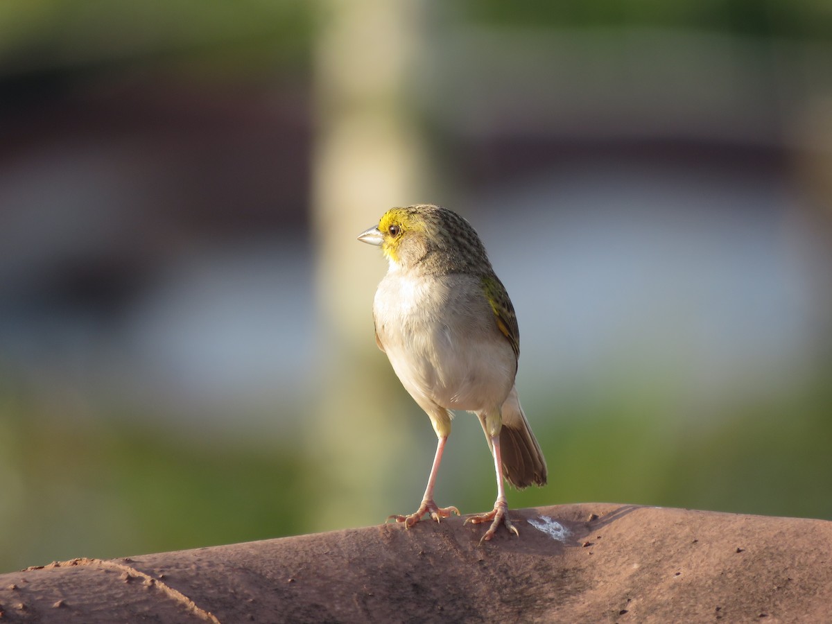 Yellow-browed Sparrow - ML641981216