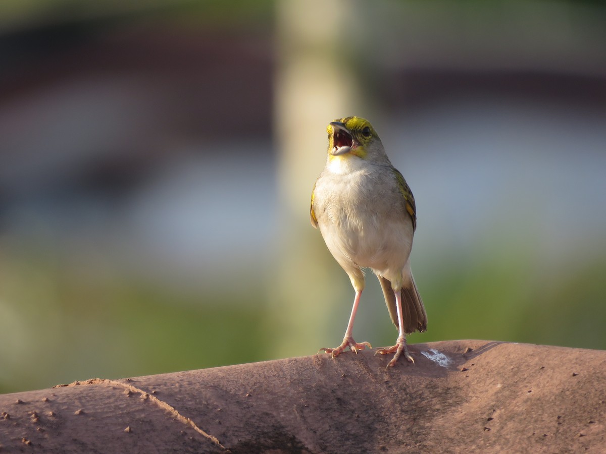 Yellow-browed Sparrow - ML641981217