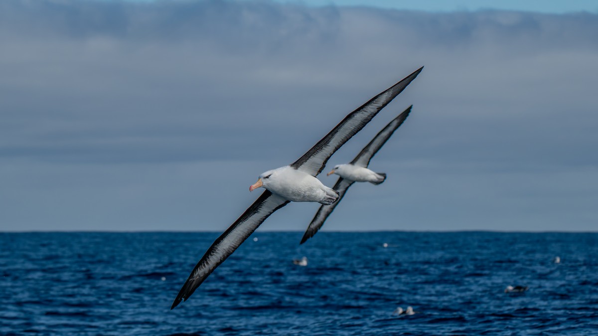 Black-browed Albatross (Black-browed) - ML641981220