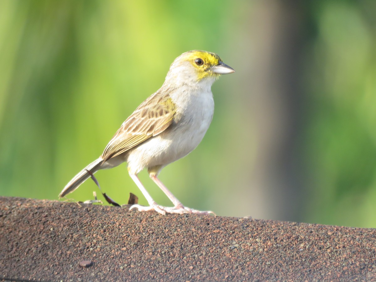 Yellow-browed Sparrow - ML641981224