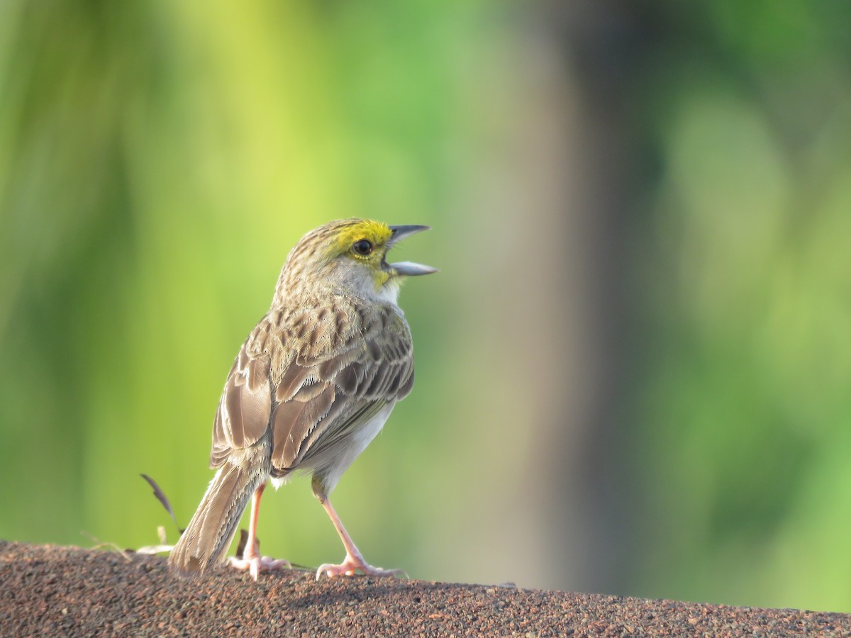 Yellow-browed Sparrow - ML641981225