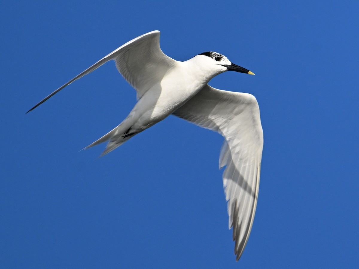 rybák severní - ML641981236