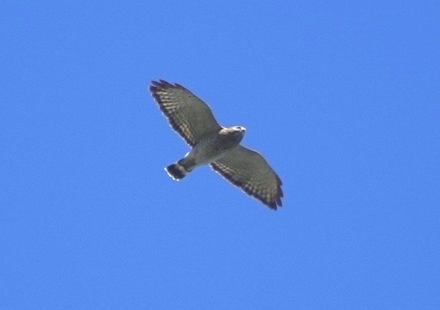Broad-winged Hawk - ML641981242