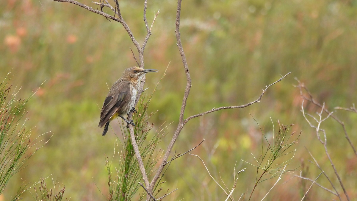 Cape Sugarbird - ML641981244