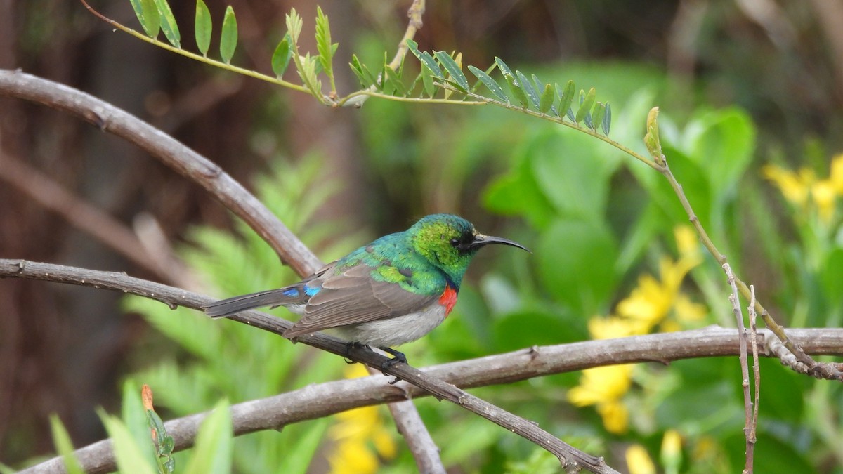 Southern Double-collared Sunbird - ML641981278