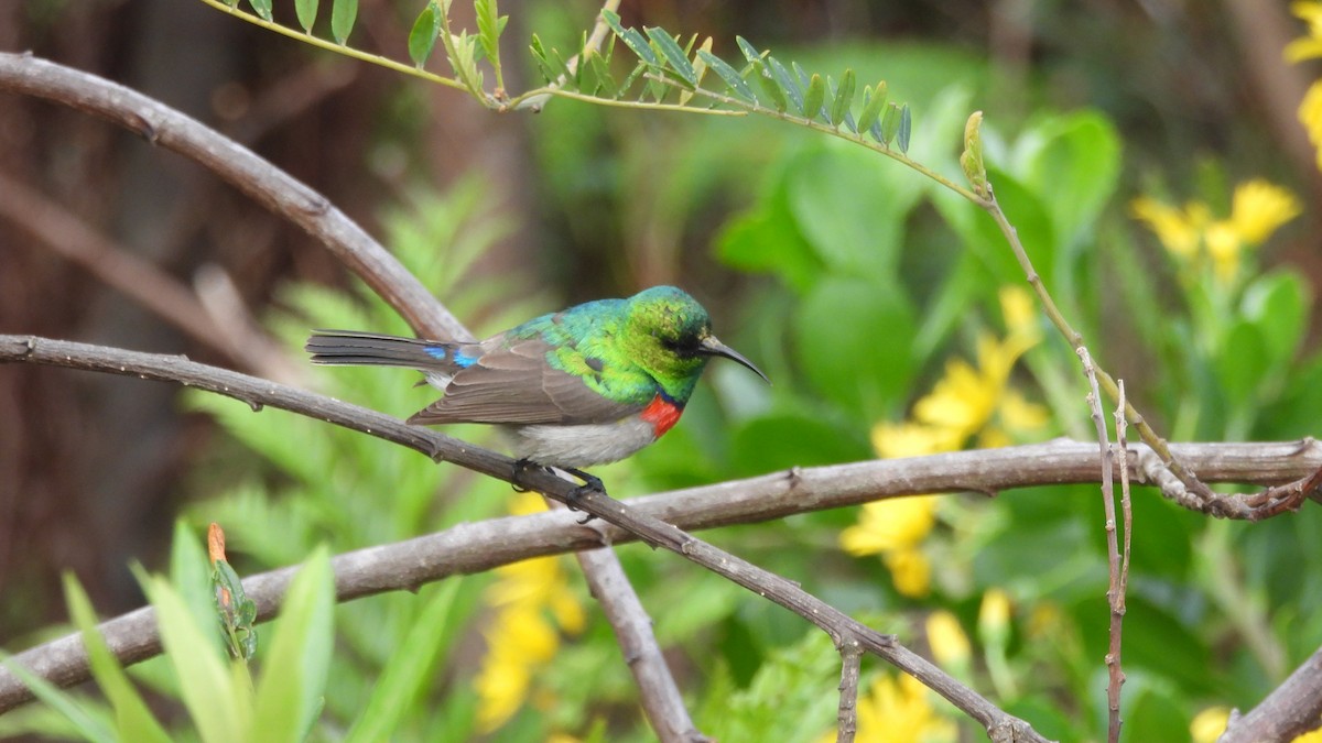 Southern Double-collared Sunbird - ML641981279