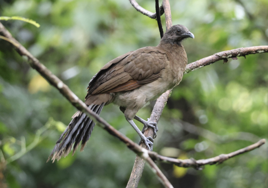 Gray-headed Chachalaca - ML641981282
