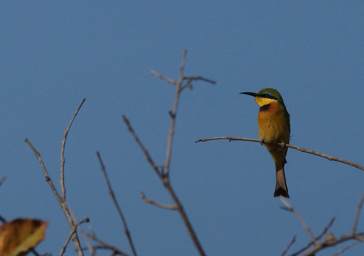 Little Bee-eater - ML641981284
