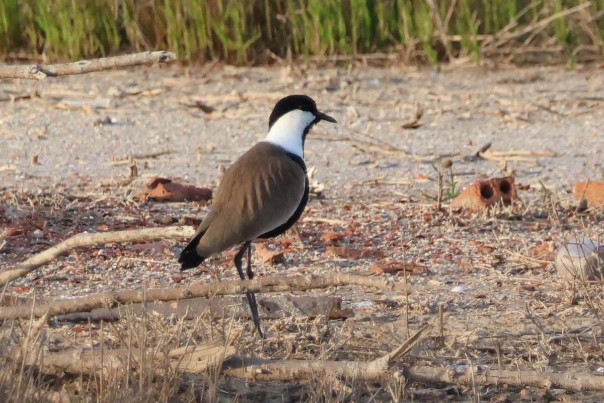 Spur-winged Lapwing - ML641981286