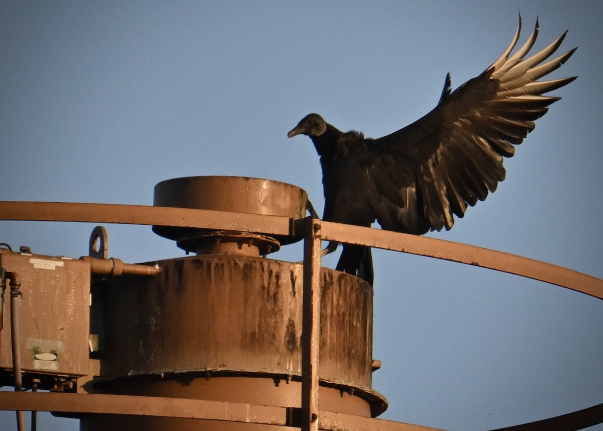 Black Vulture - ML641981298
