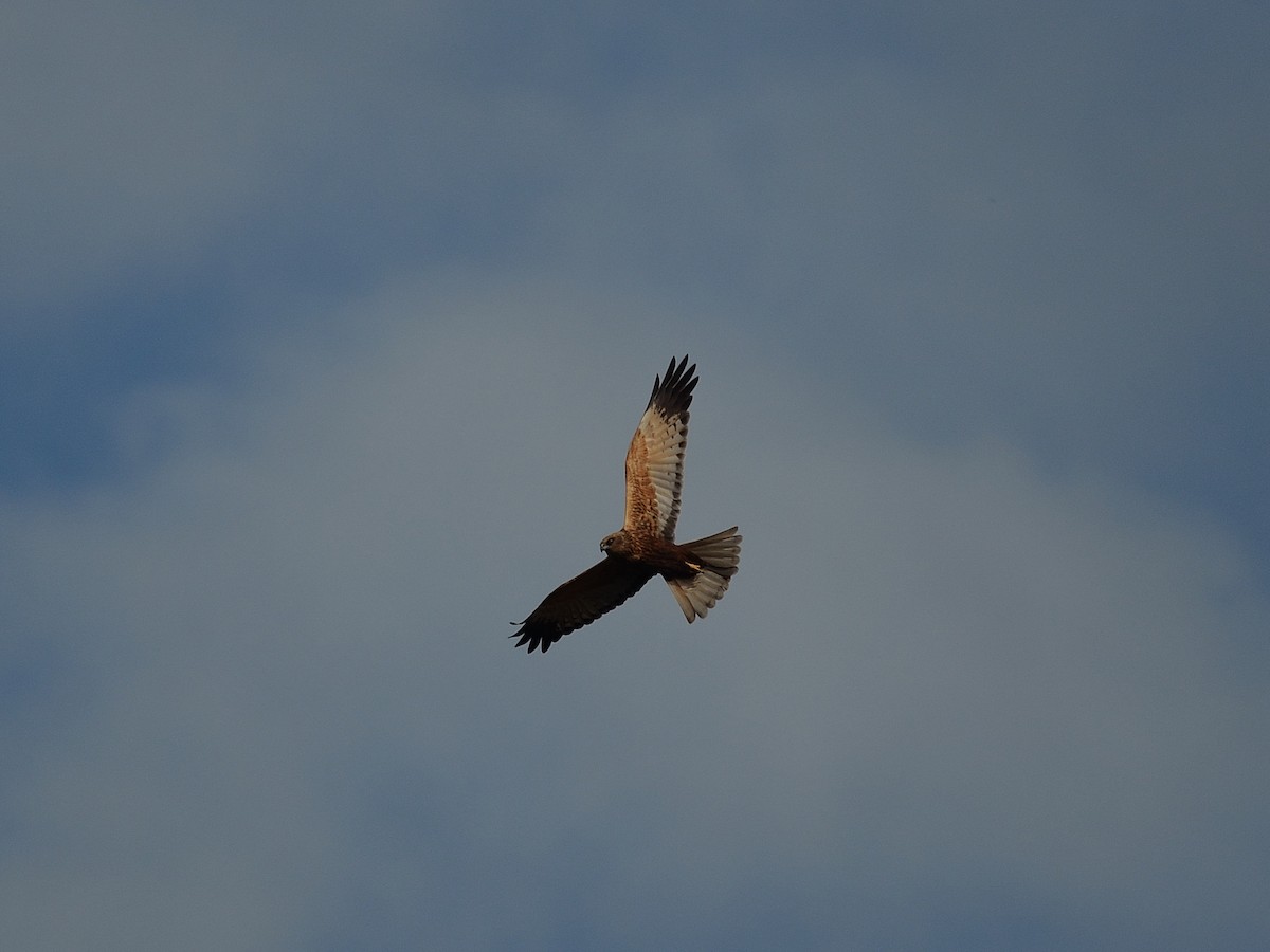 Western Marsh Harrier - ML641981314
