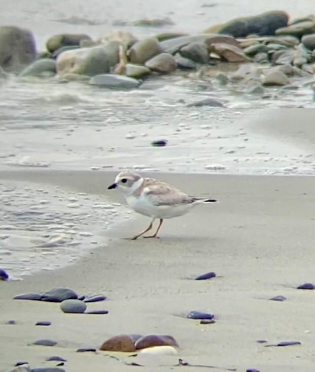 Piping Plover - ML641981318