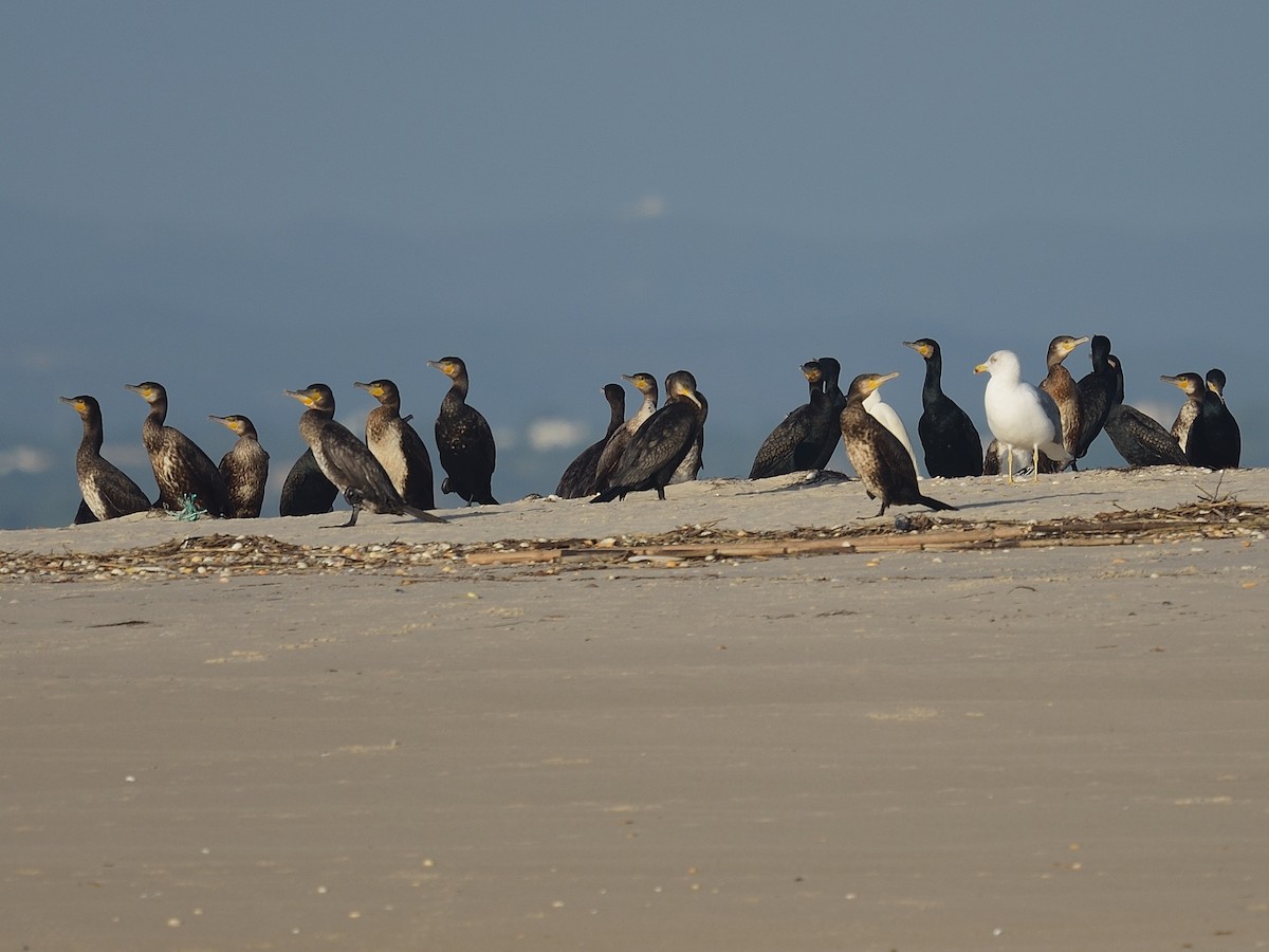 Great Cormorant - ML641981320