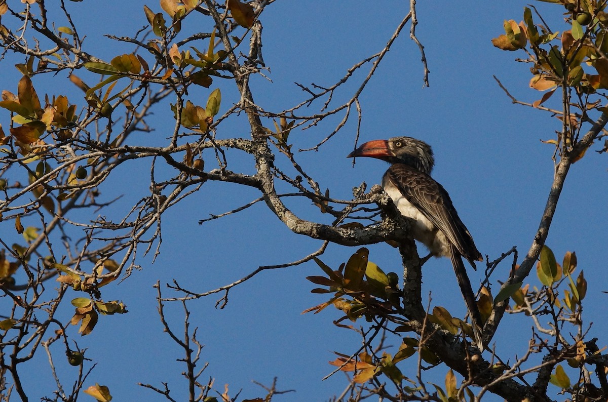 Crowned Hornbill - ML641981321