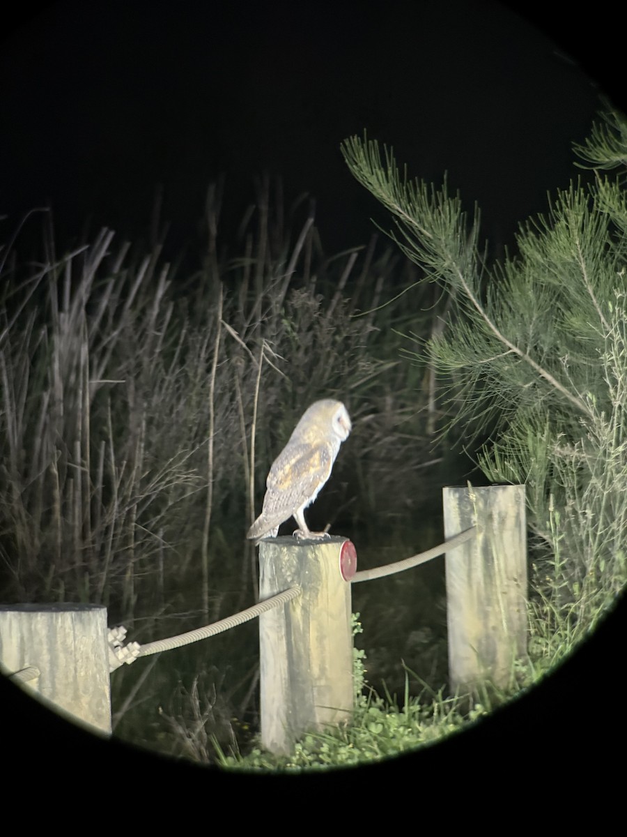 Eastern Barn Owl - ML641981341
