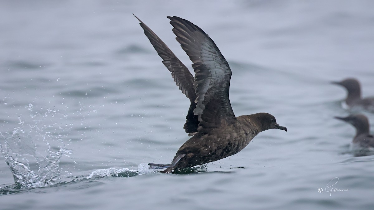 Sooty Shearwater - ML641981361