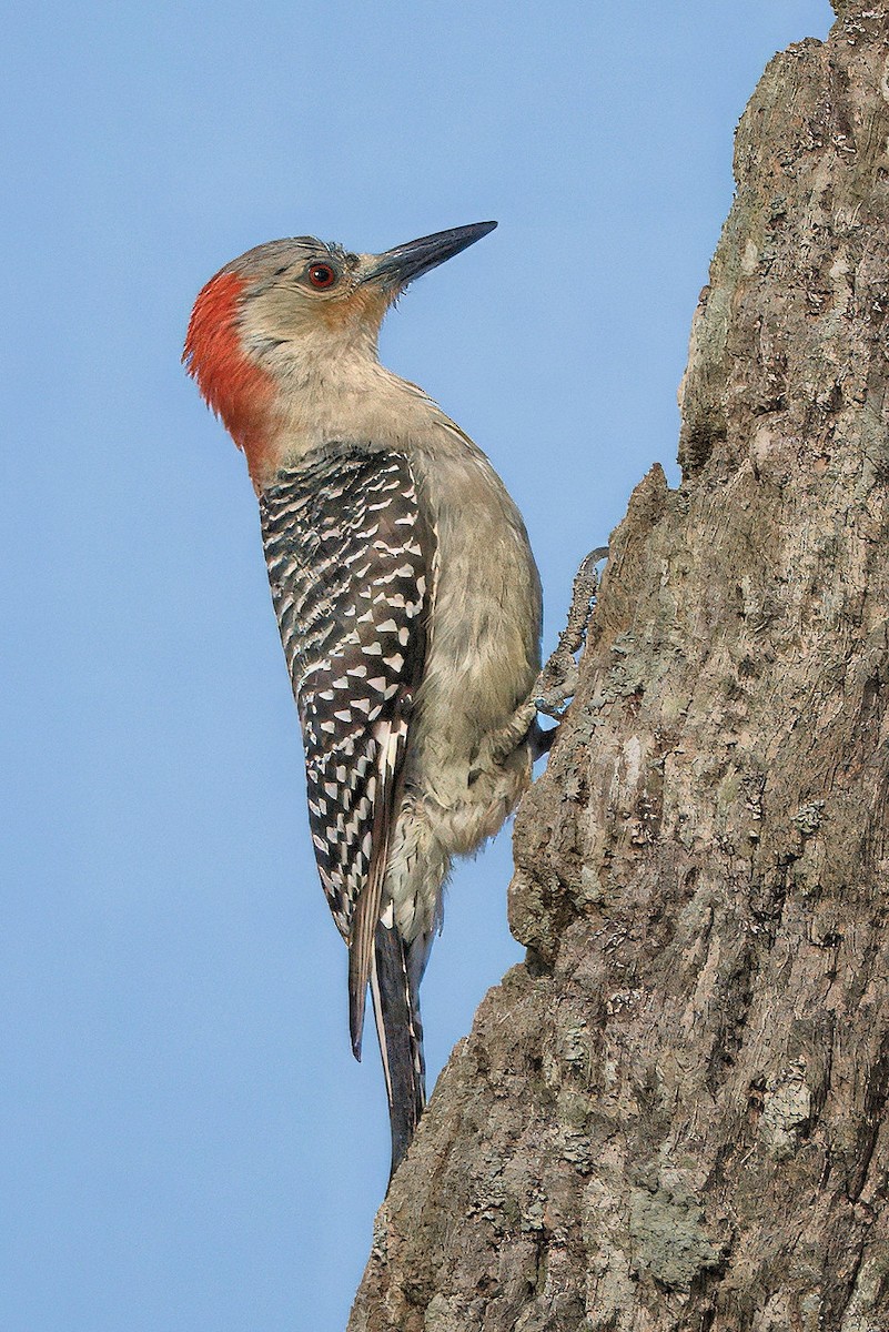 Red-bellied Woodpecker - ML641981365