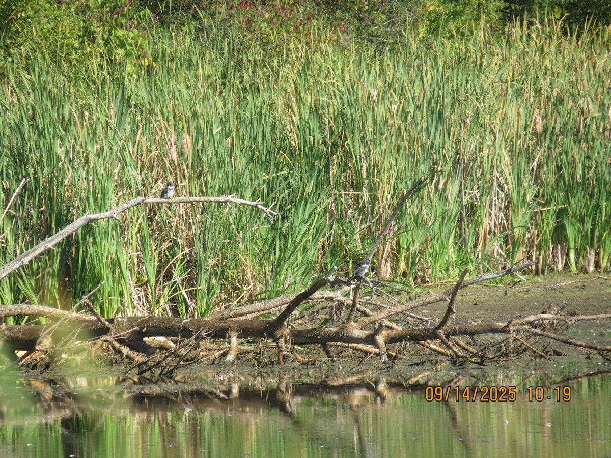 Belted Kingfisher - ML641981368