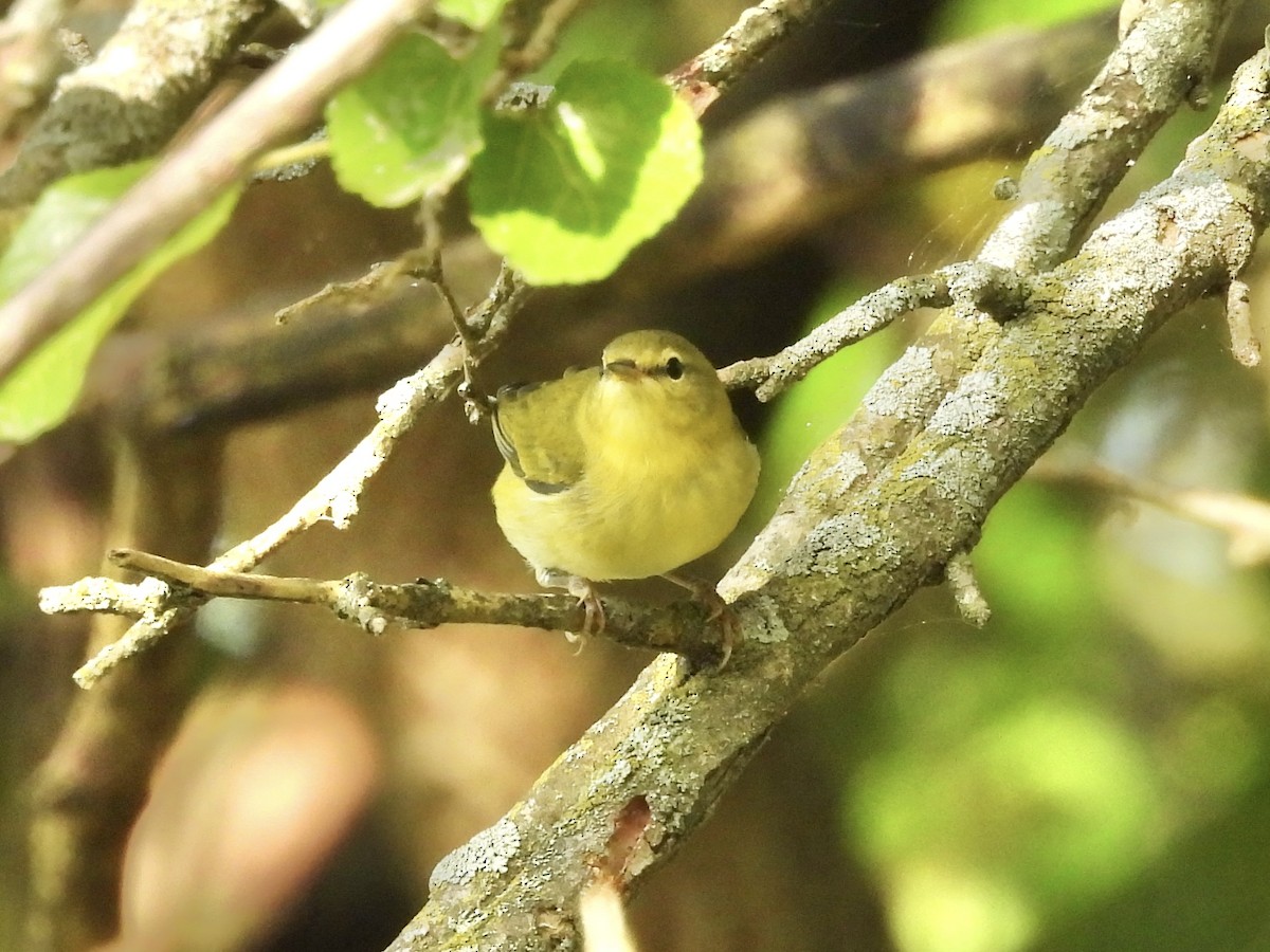 Tennessee Warbler - ML641981373