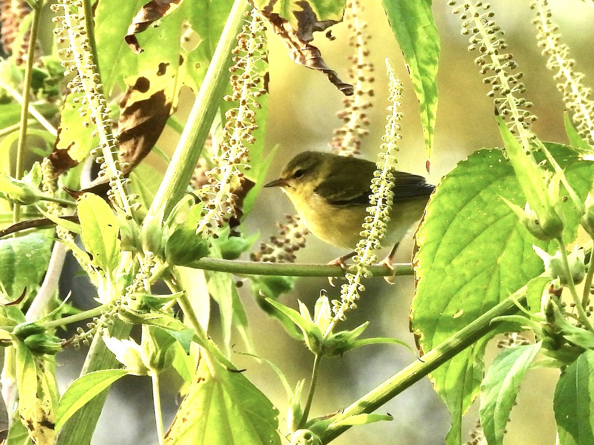 Tennessee Warbler - ML641981374