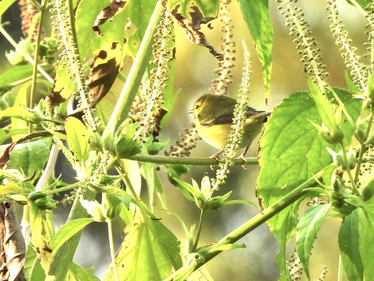 Tennessee Warbler - ML641981375