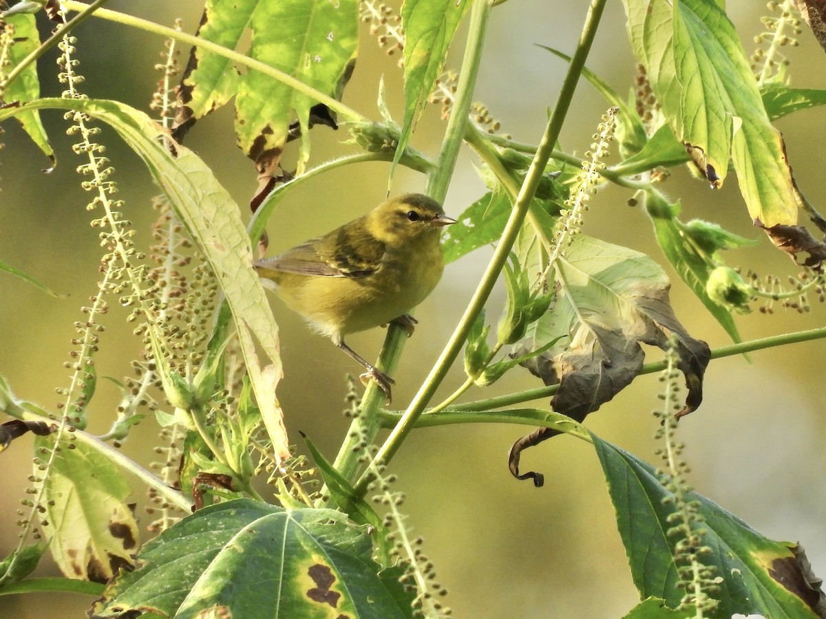 Tennessee Warbler - ML641981376