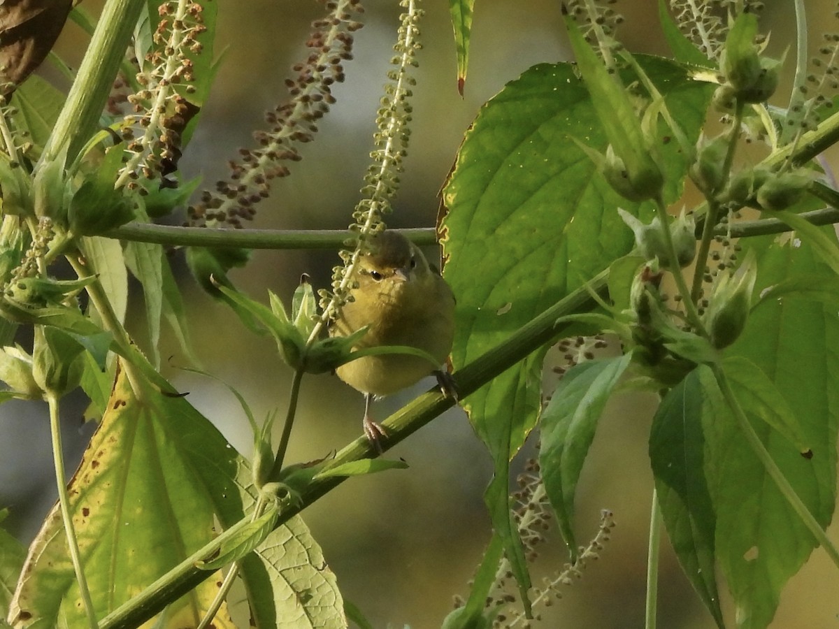Tennessee Warbler - ML641981377