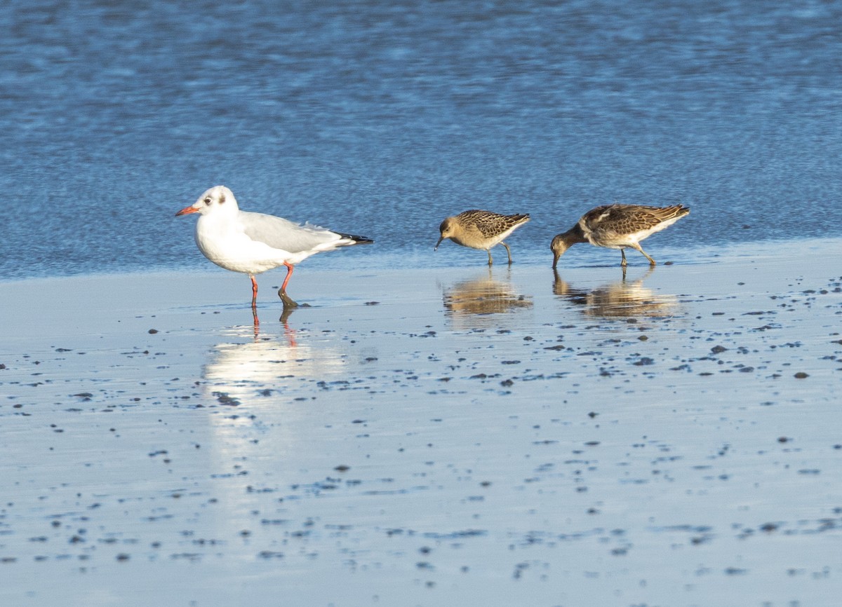 Ruff - ML641981378