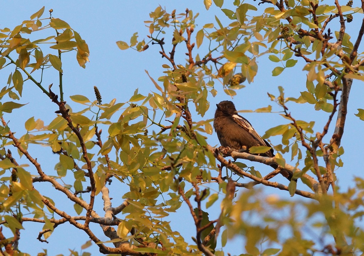 Southern Black-Tit - ML641981379